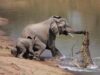 Lupta salbatica dintre un crocodil si un elefant Lupta salbatica dintre un crocodil si un elefant