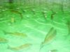 Tulcea: Prea putine ferme piscicole in Delta