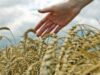Graul este o planta ce ar putea scadea temperatura planetei Grâul este o plantă ce ar putea scădea temperatura planetei