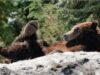 Populatia de ursi grizzly devine din ce in ce mai grasa si mai agresiva din cauza oamenilor Populatia de ursi grizzly devine din ce in ce mai grasa si mai agresiva din cauza oamenilor