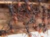 Ar putea deveni insectele hrana viitorului? Experti ONU afirma ca entomofagia e o solutie pentru eliminarea malnutritiei si protectia mediului