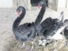 Lebedele negre au facut puisori Lebedele negre au făcut puişori