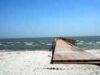 mare