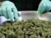 Marijuana, vÃ¢ndutÄƒ Ã®n scopuri medicinale