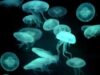 meduze