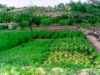 Bruxellesul vrea o Politica Agricola Comuna mai ecologica Bruxellesul vrea o Politica Agricola Comuna mai ecologica
