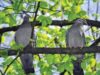 Numarul de pasari a scazut odata cu cel al insectelor cu care acestea se hraneau Numărul de păsări a scăzut odată cu cel al insectelor cu care acestea se hrăneau