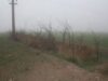Programul de reconstructie ecologica forestiera prin impadurirea terenurilor degradate este unul din proiectele importante pentru administratia locala din Crucea.