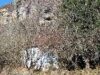 rosia montana