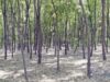 Plantare de salcâmi la marginea Alexandriei