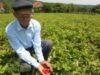 WWF vrea practici agricole verzi ÅŸi consum eficient de resurse
