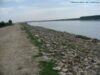22.000 de puieti de arbori vor impaduri malul la Borcea 22.000 de puieti de arbori vor impaduri malul la Borcea