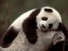 Ursii Panda, aproape salvati de la disparitie Ursii Panda, aproape salvati de la disparitie