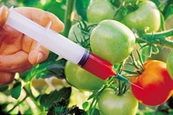 Ce sunt alimentele modificate genetic?