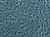 Dovezi privind viata extraterestra: Bacterie care traieste in arsenic, descoperita de NASA