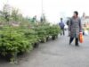 3.000 lei amenda pentru taierea ilegala a brazilor