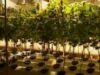 canabis Sera de canabis modificat genetic, in Mexic