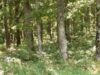 Dezbatere publica pentru noile situri Natura 2000