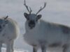 Renii, afectati de schimbarile climatice Renii, afectati de schimbarile climatice