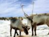 Renii, pe cale de dispariÅ£ie, Ã®nsÄƒ Rusia face conserve din ei
