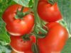 Rosiile, legume extrem de sanatoase