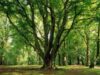 scoala eco Scoala "Nicolae Romanescu" a primit steagul verde