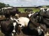 vaci clonate Unda verde la vanzarea de carne si lapte provenind de la urmasii animalelor clonate!