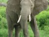 elefant Specie noua de elefant, descoperita in Africa