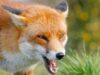 Roluri inversate: O vulpe a impuscat un vanator din Belarus Roluri inversate: O vulpe a impuscat un vanator din Belarus