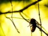 Descoperire uimitoare: Viespea care transforma lumina solara in electricitate