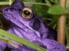broastele au supravietuit la cinci dezastre ecologice din istoria Pamantului, dar nu la ultima suta de ani broastele au supravietuit la cinci dezastre ecologice din istoria Pamantului, dar nu la ultima suta de ani