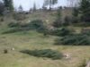RNP semnaleaza retrocedarea ilegala a 162.000 de hectare de padure in judetul Suceava