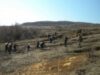 Peste 70 de hectare impadurite Peste 70 de hectare impadurite
