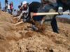 14 hectare de pasune impadurite de voluntari 14 hectare de pasune impadurite de voluntari