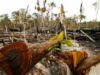 amazon Jungla Amazonului in pericol. Camera Deputatilor din Brazilia a revizuit codul forestier