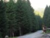 asfalt Asfaltarea Drumului Babelor, un pericol ecologic pentru Parcul Natural Bucegi