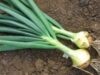 Ceapa - o planta recomandata in special fumatorilor