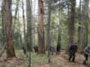 copaci gigant Defrisarile din "altarul" gigantilor de la Sinca au fost anihilate