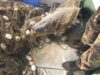 Delfini si sturioni prinsi in plasele braconierilor