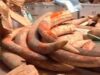 44 de elefanti au fost omorati in Kenya pentru fildes