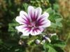 Nalba de padure (Malva Sylvestris)