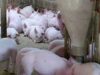 nutripork Nutripork si Zaharul amendate de Garda de Mediu