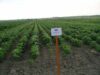omg Cultivarea plantelor modificate genetic în anul 2012