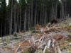padure Dezastru ecologic si turistic in nordul Valcii