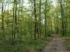 Primaria pregateste impaduriri masive, pentru a le asigura oradenilor minimumul legal de spatiu verde