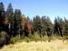 Fondul forestier a crescut cu 20.445 ha