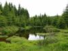 lucrătorii Inspectoratului Teritorial de Regim Silvic şi Vânătoare Suceava (ITRSV) au somat, anul trecut, 1.116 de deţinători ai 1.005 ha de pădure