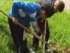 Peste 13.000 de copaci plantati astazi la Chelinta Peste 13.000 de copaci plantati astazi la Chelinta