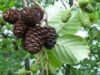 plantari anini 15.000 de anini negri, plantati in Defileul Muresului Superior