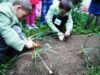 plantari copaci Parteneriat scolar pentru un mediu curat
